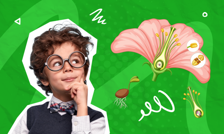 Parti del fiore: quali sono e a cosa servono?