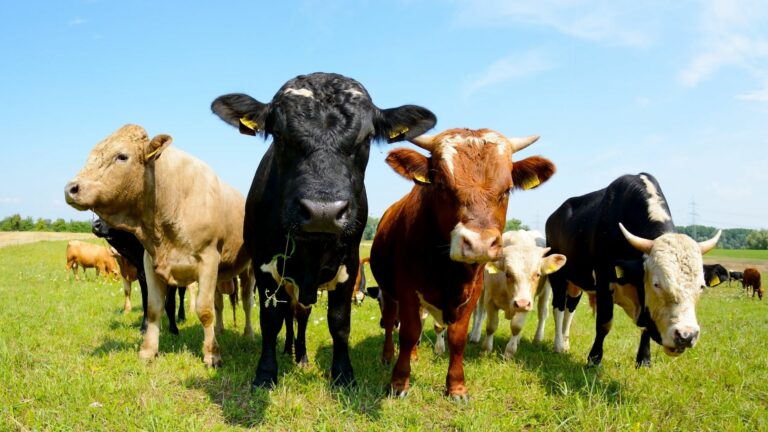 Old Macdonald Had A Farm